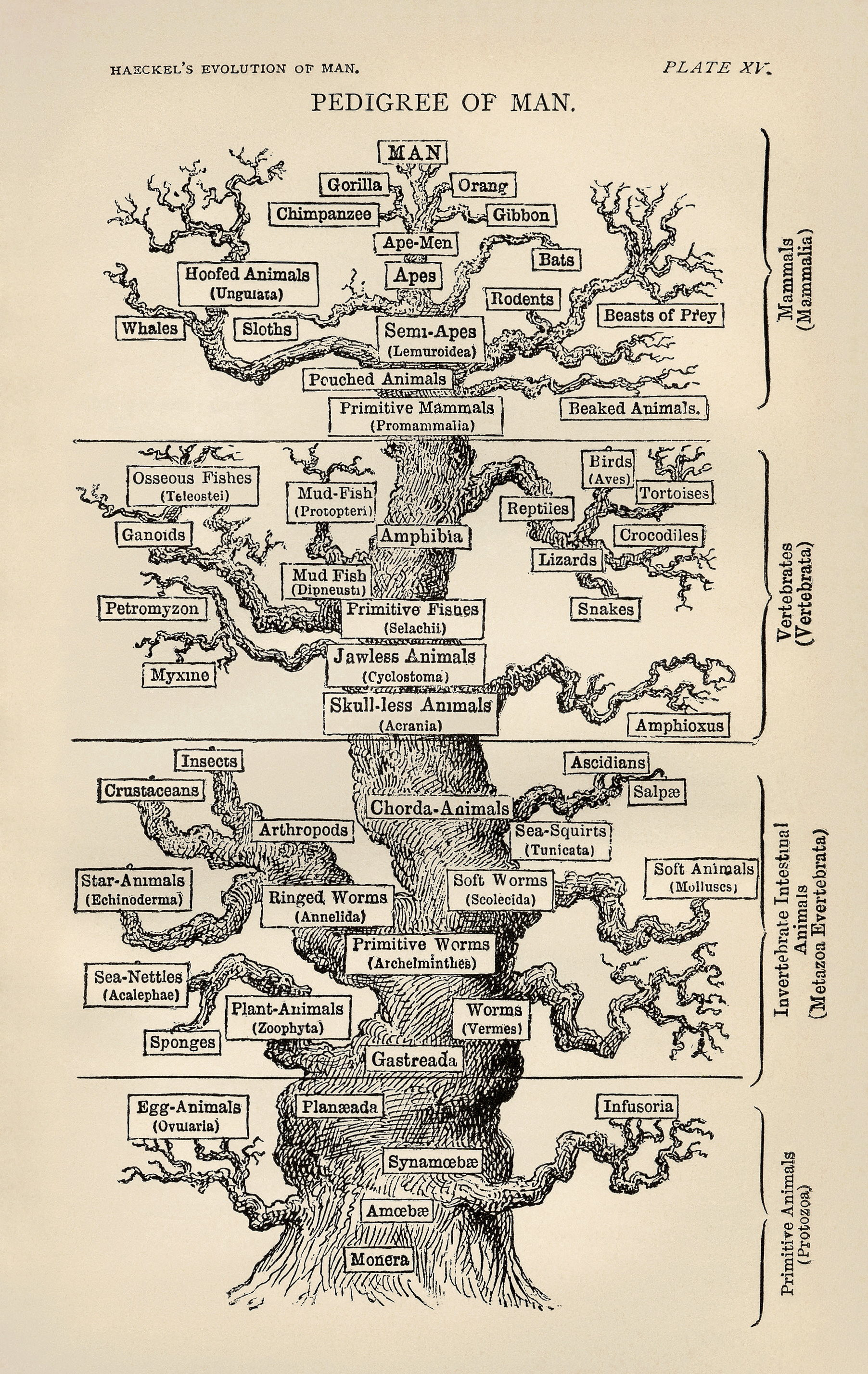 Ernst Haeckel's "tree of life", Darwin's metaphorical description of the pattern of universal common descent 