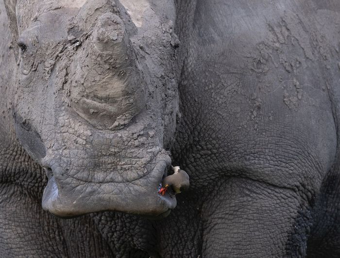 An oxpecker on a rhino